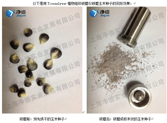 如何高效的在研磨罐中把玉米种子磨成粉